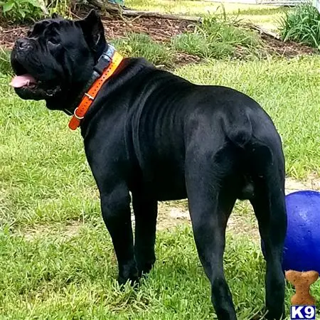 Cane Corso stud dog